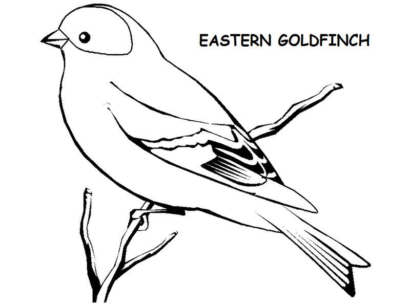 Eastern American Goldfinch Drawing | Bird coloring pages, Coloring pages,  Bird drawings