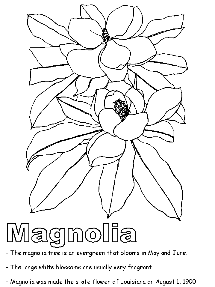 Magnolia coloring page