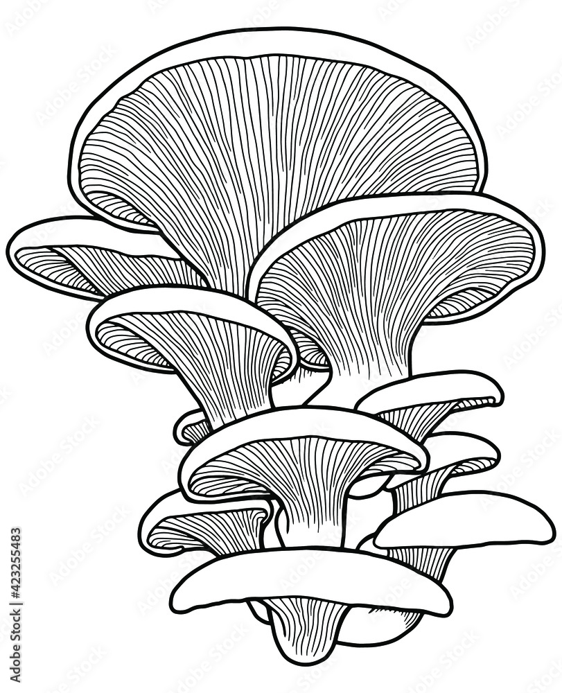 Hand drawing oyster mushrooms. Edible mushrooms isolated on white  background. Black outline. Coloring page. Stock Vector | Adobe Stock