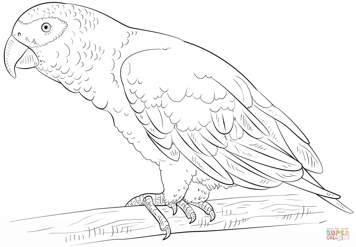 African Grey Parrot coloring page | Free Printable Coloring Pages