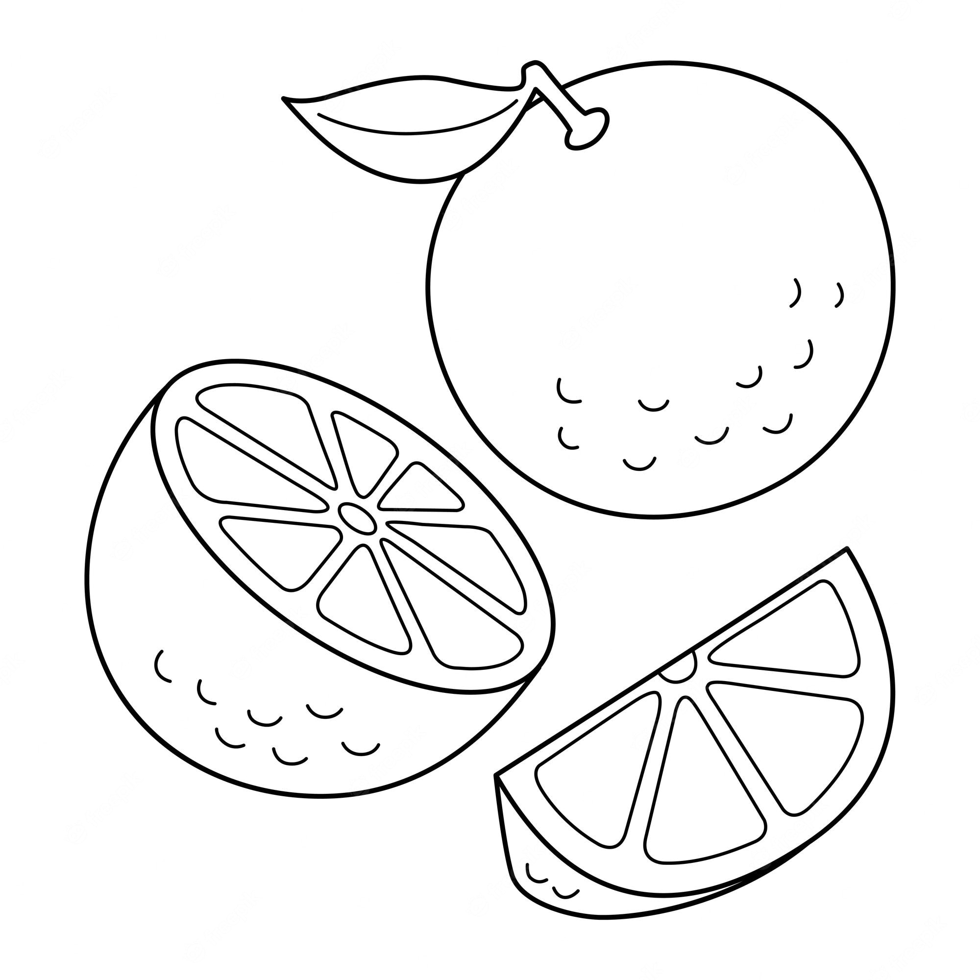 Premium Vector | Orange fruit isolated coloring page for kids