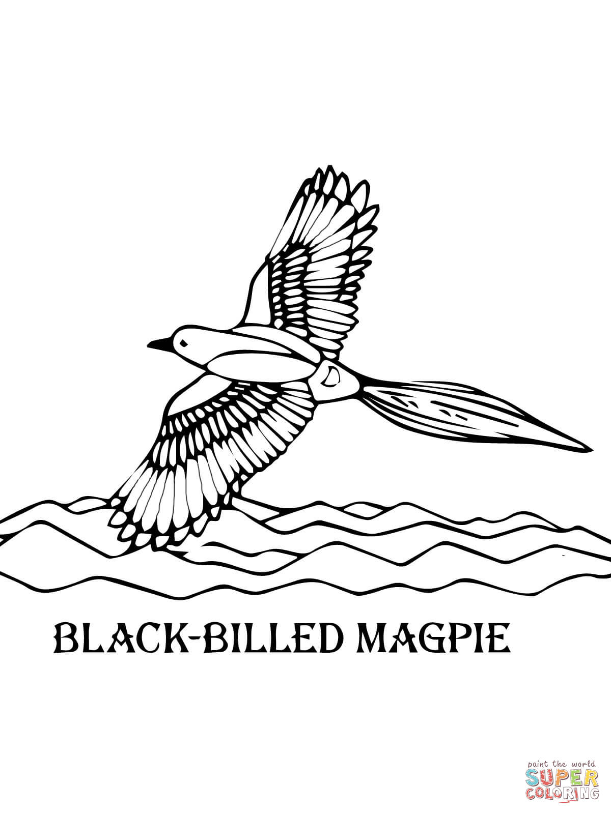 Black-Billed Magpie coloring page | Free Printable Coloring Pages