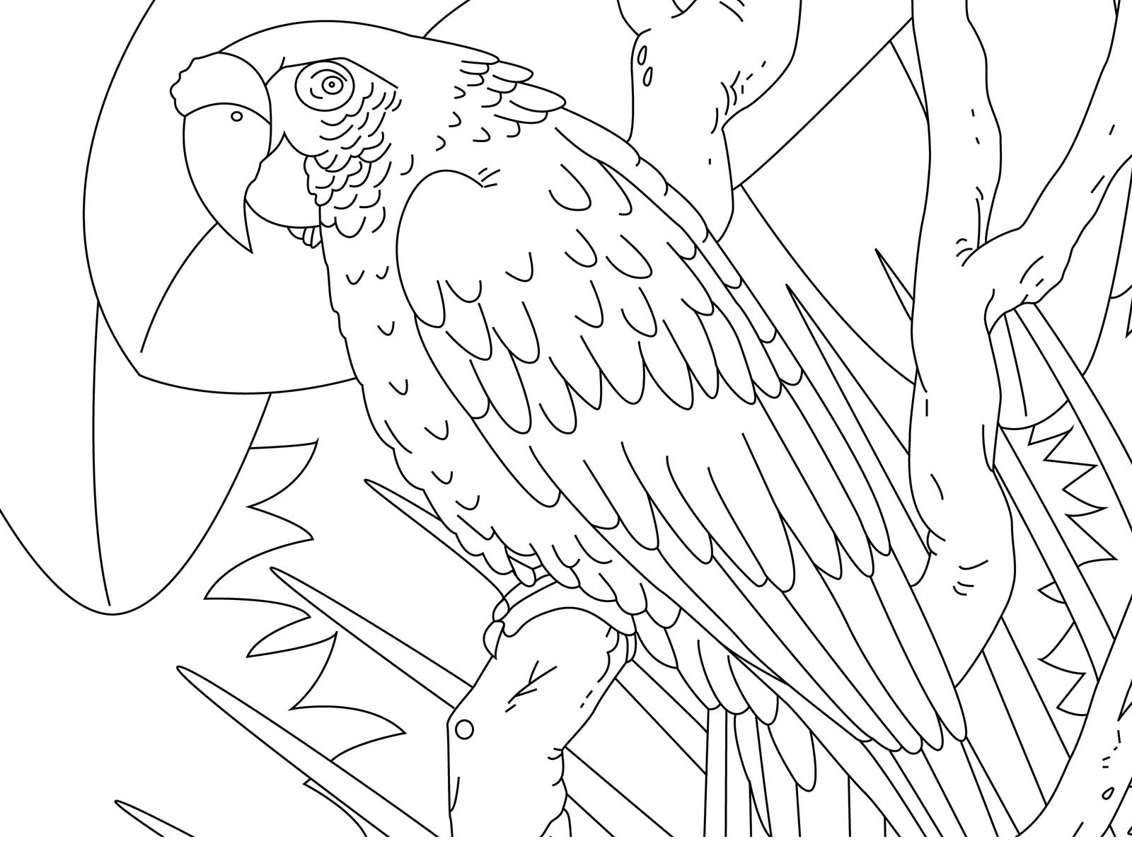 Birds, Coloring for Seniors - Marias Place