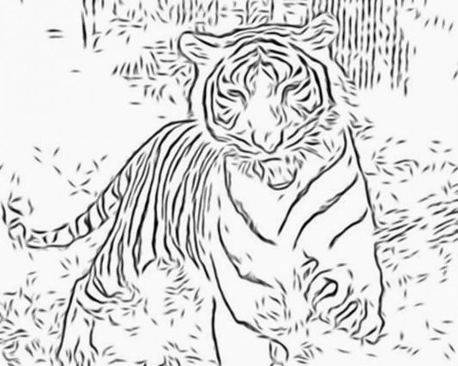 Tigers Coloring Pages 95528 Label Auburn Tigers Coloring Pages 