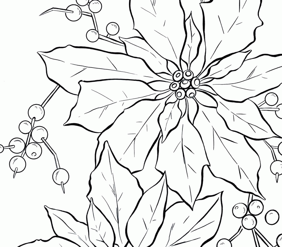 Viewing Gallery For Poinsettia Flower Coloring Page 166869 