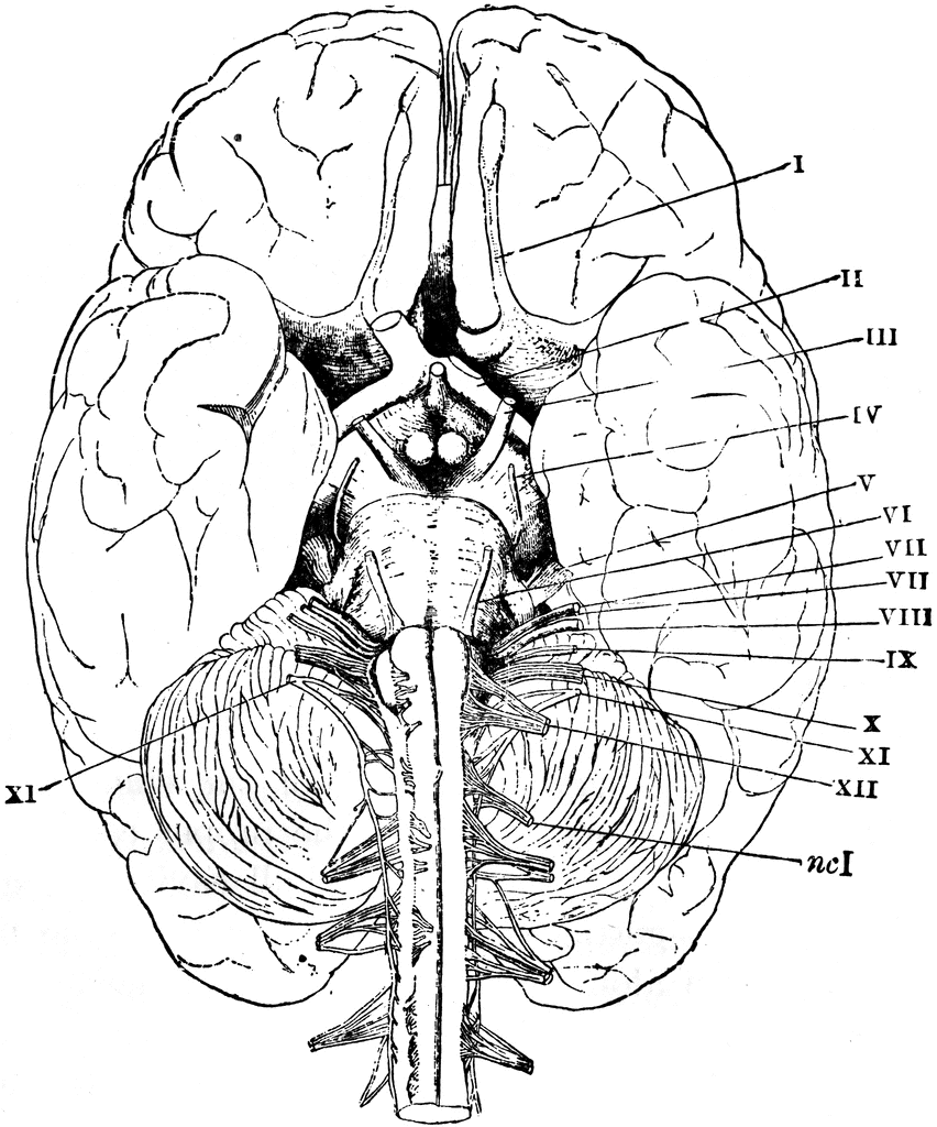 Base of the Brain | ClipArt ETC