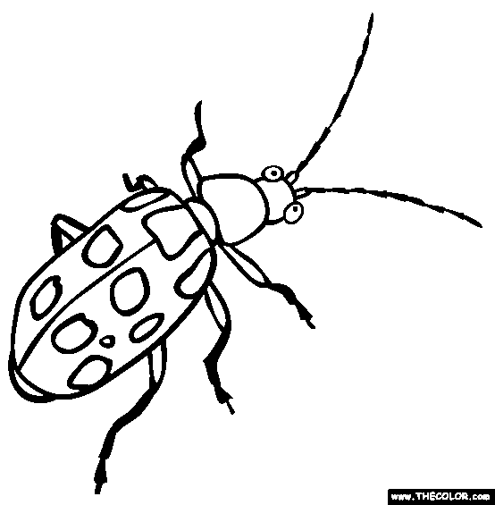 Spotted Cucumber Beetle Online Coloring Page