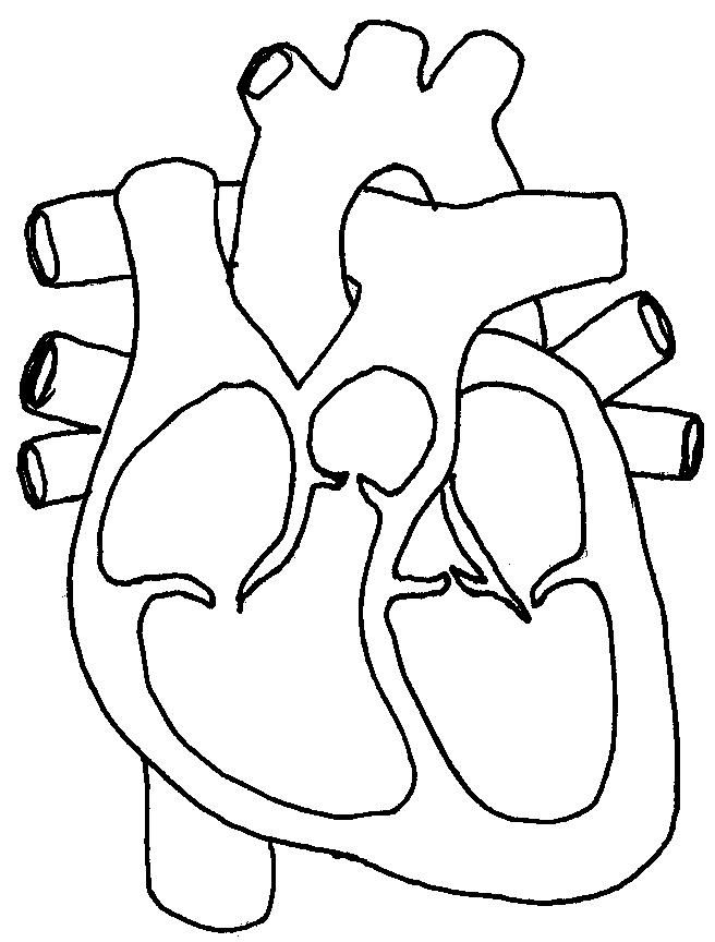 human-heart-coloring-pages-205 | Science | Pinterest | Heart ...
