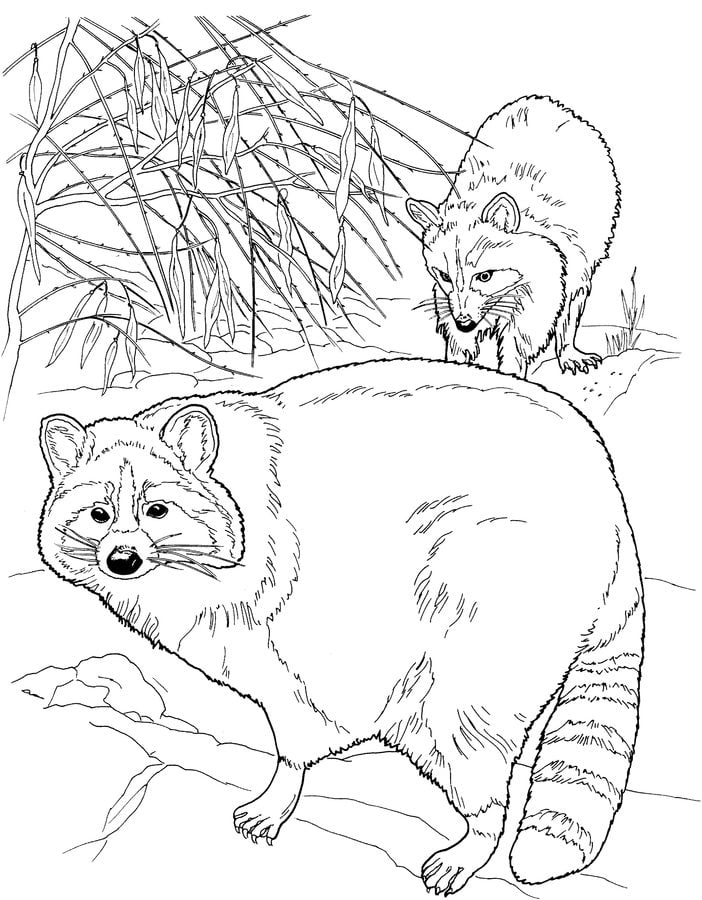 Coloring pages: Raccoon, printable for kids & adults, free