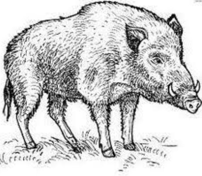 Pin by Susan Adams on Drawing | Animal coloring pages, Animal drawings, Wild  boar