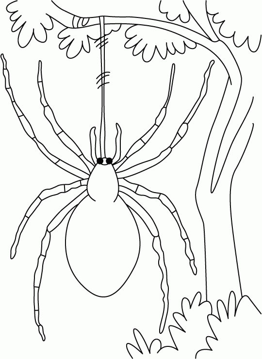 Free Spider Coloring Page