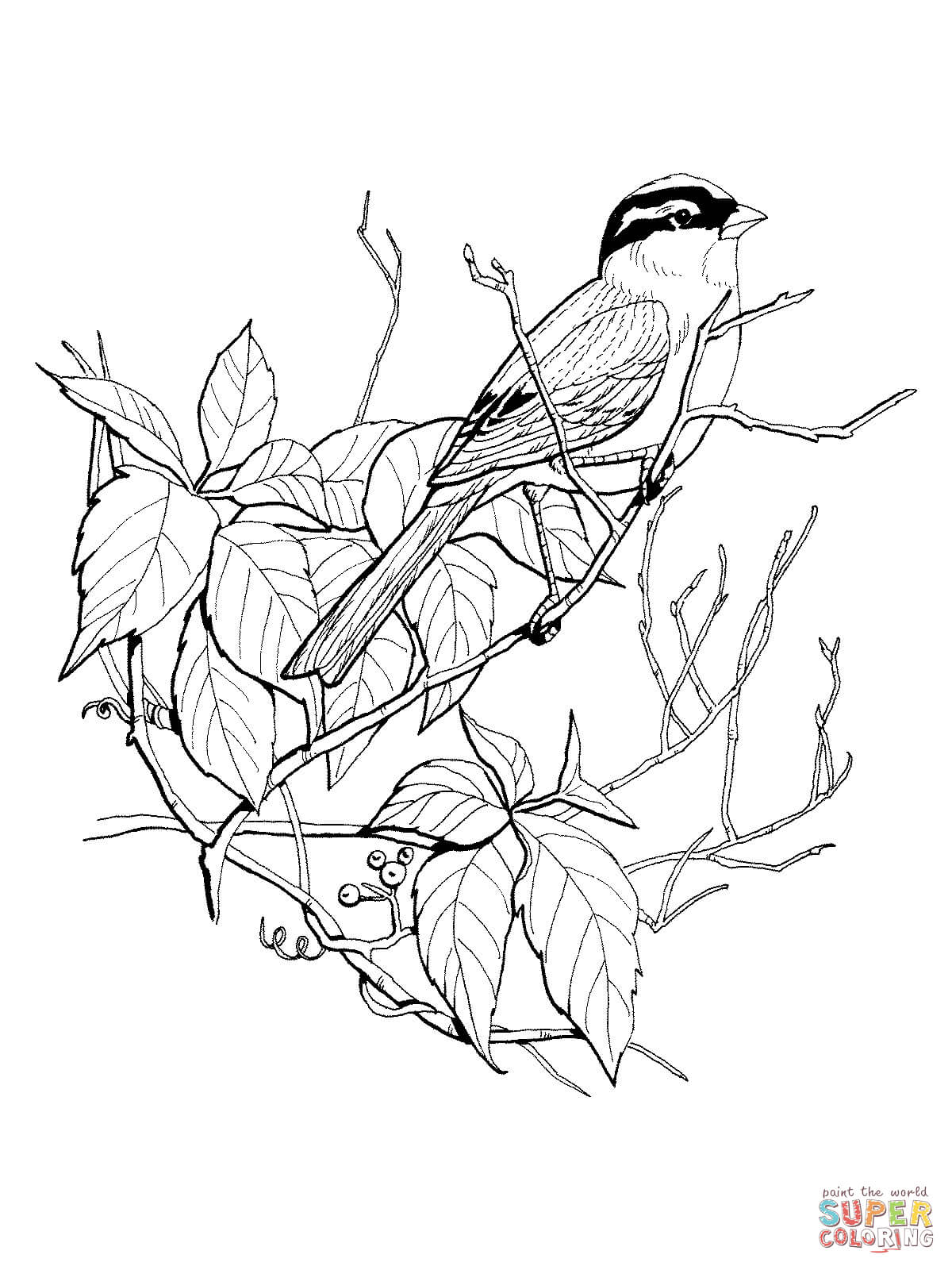 White Crowned Sparrow coloring page | Free Printable Coloring Pages