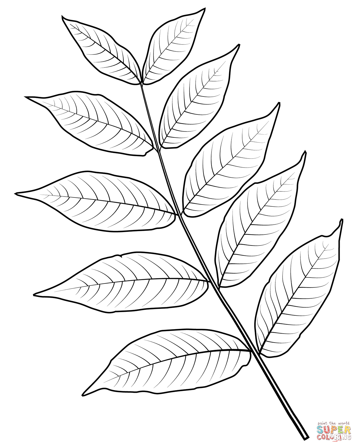 Black Walnut Leaf coloring page | Free Printable Coloring Pages