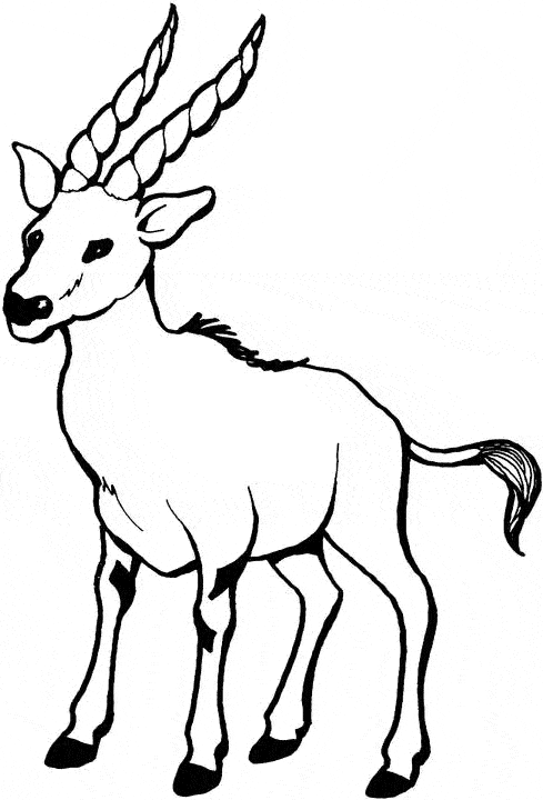 Gazelle coloring page - Animals Town - Free Gazelle color sheet