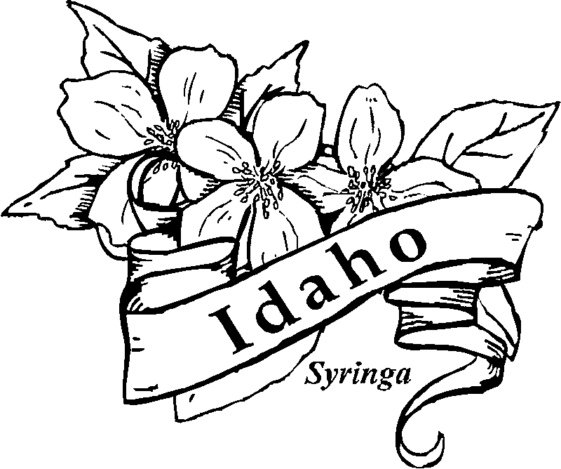 50 State Flowers Coloring Pages for Kids