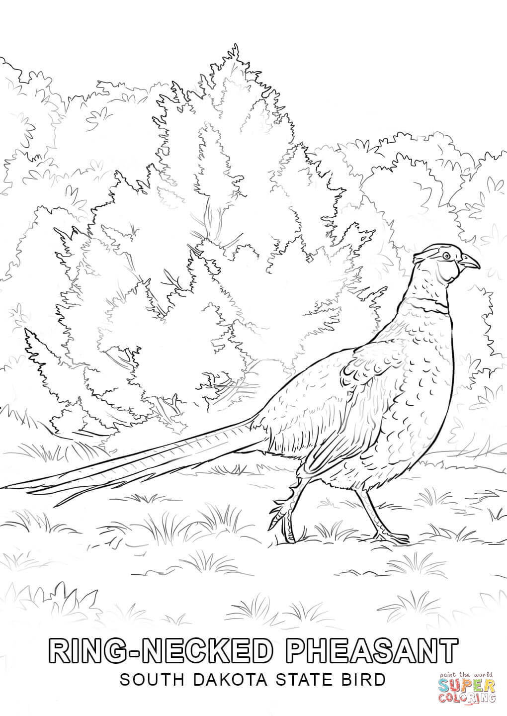 South Dakota State Bird coloring page | Free Printable Coloring Pages