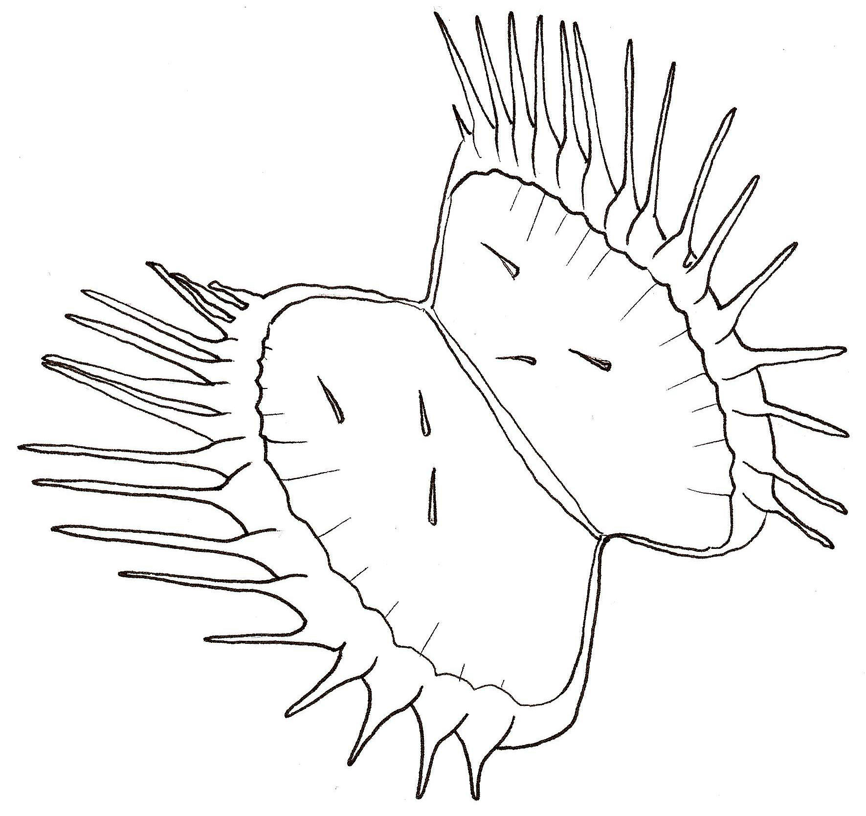 How to Draw a Venus Flytrap Worksheet – Dawn's Brain