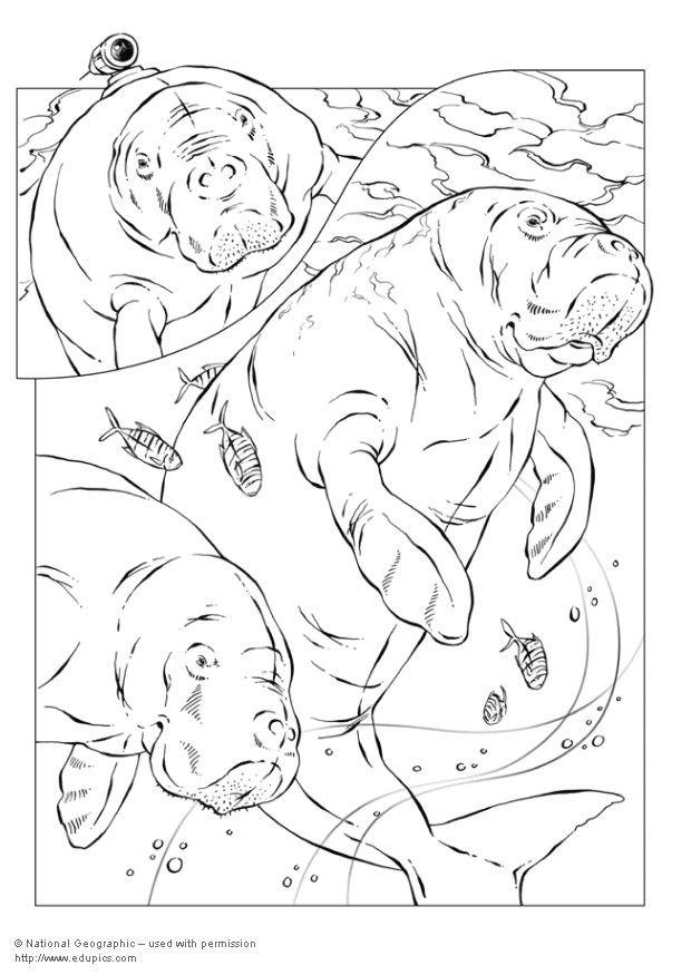 Coloring Page manatee - free printable coloring pages - Img 5738