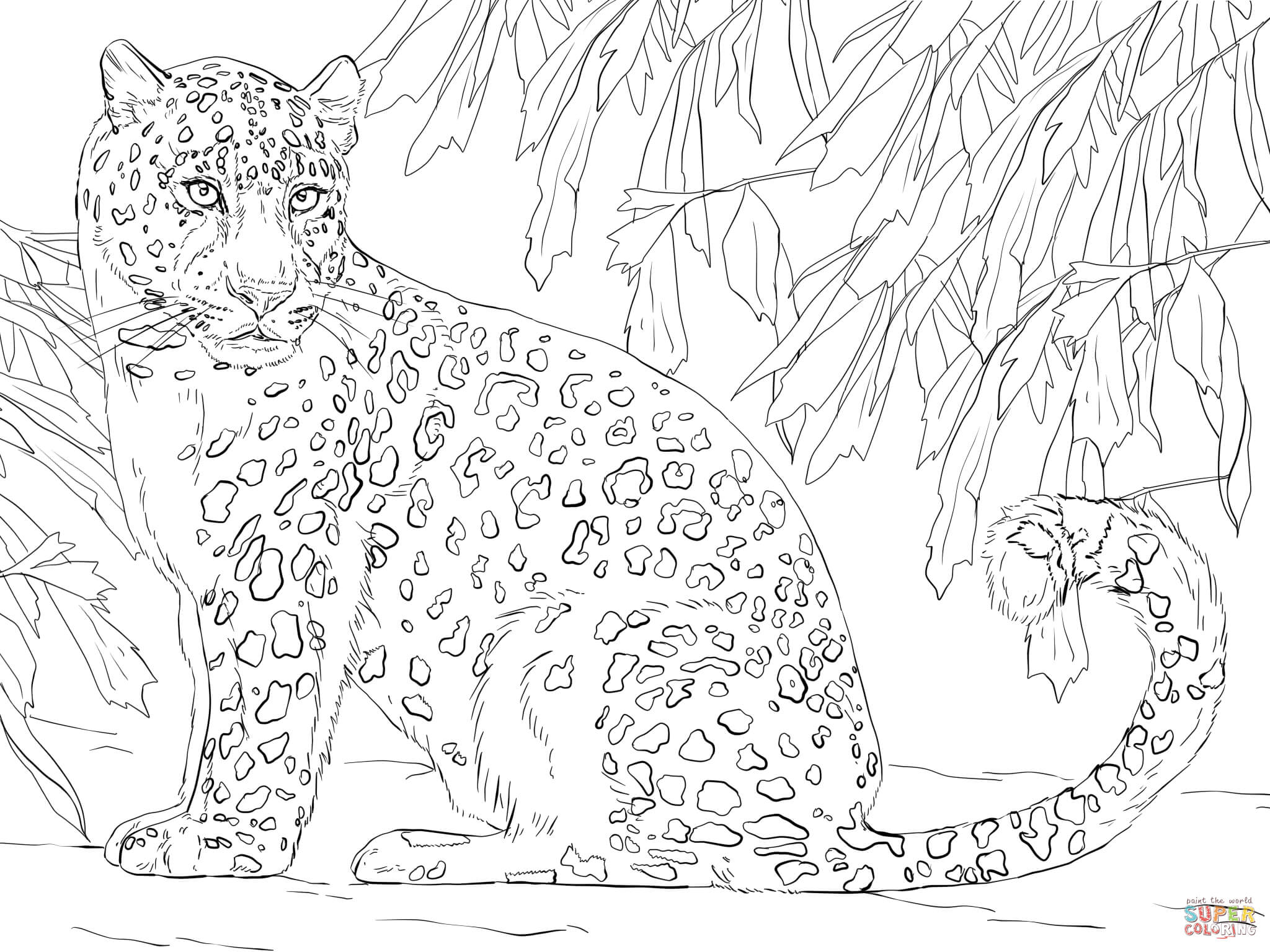 Amur Leopard Coloring Pages - Get Coloring Pages