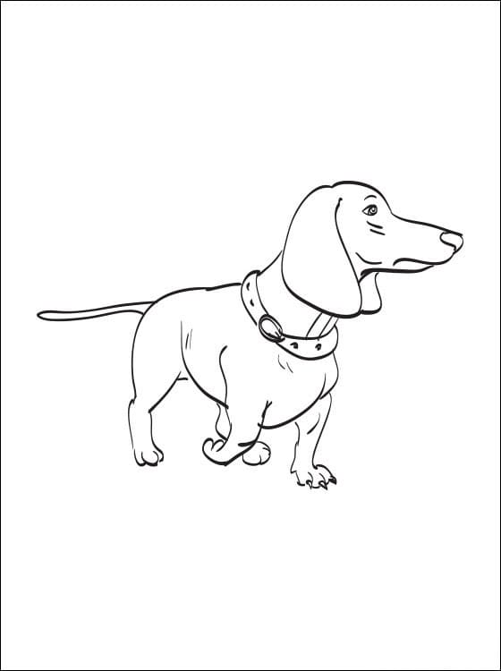 Dachshund 3 Coloring Page - Free Printable Coloring Pages for Kids