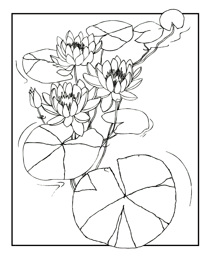 Lilies Coloring Pages Flowers Nature Water Lilies Printable 2021 238  Coloring4free - Coloring4Free.com