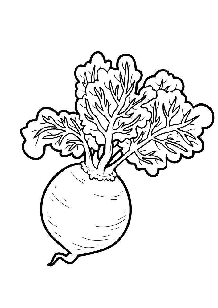 Coloring page Beet Print Free