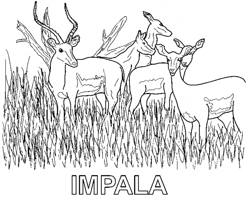 Impala coloring page - Animals Town - animals color sheet - Impala  printable coloring