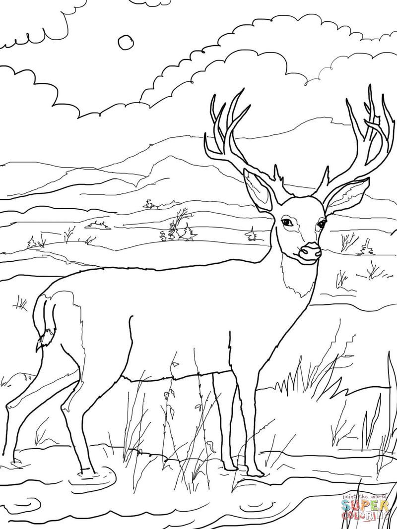 Printable Deer Coloring Pages (PDF Download) - Coloringfolder.com | Deer coloring  pages, Free coloring pictures, Animal coloring pages