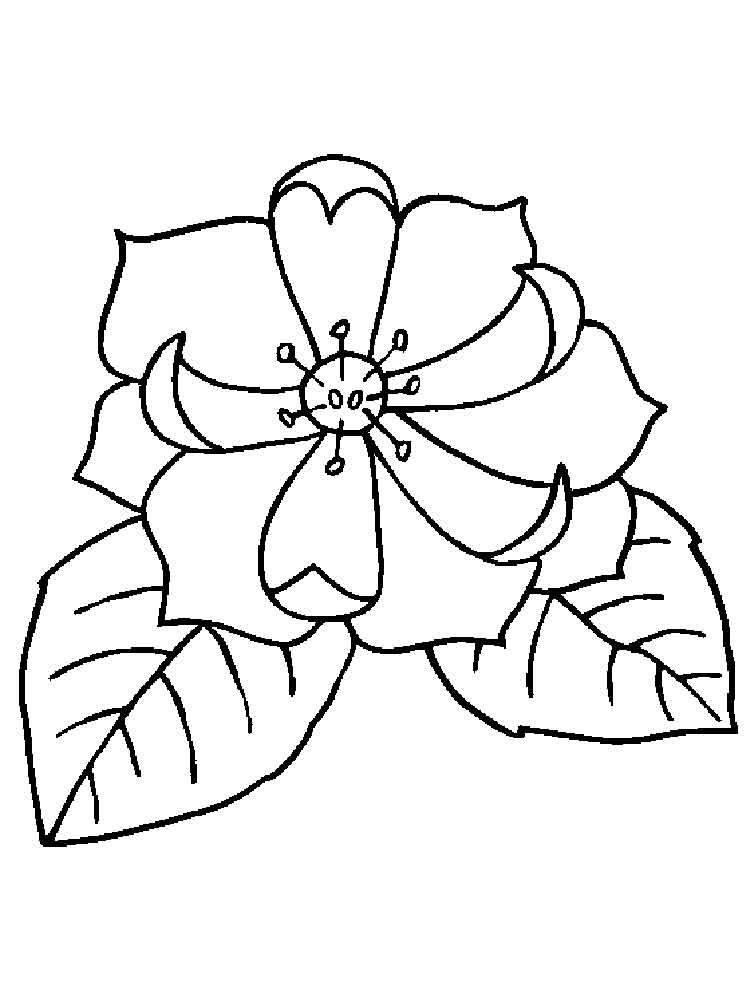 Magnolia Coloring Pages - Best Coloring Pages For Kids