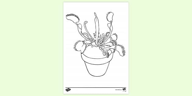 FREE! - Potted Venus Fly Trap Colouring | Colouring Sheets
