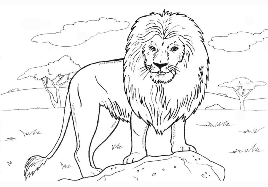 Lions Coloring Pages