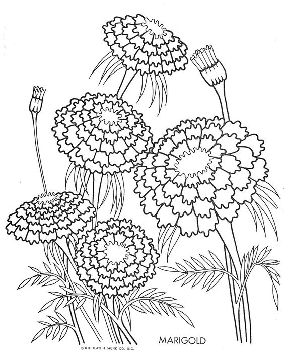 Famous Marigold Flower Colouring Pages - Picolour