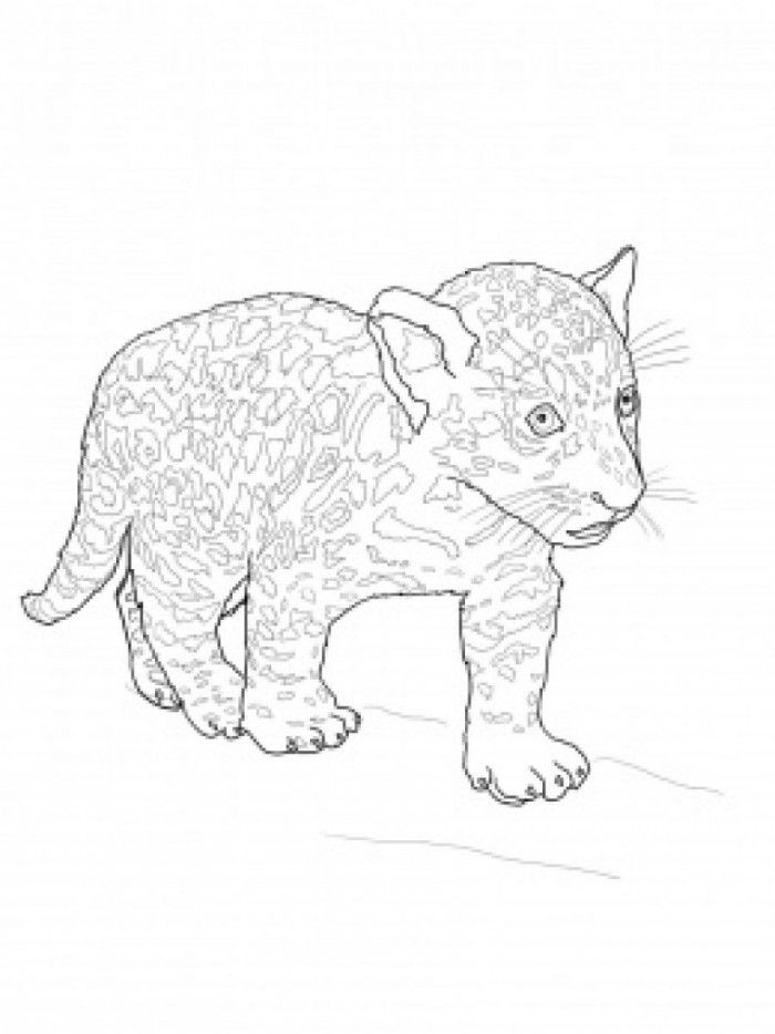 Jaguar Animal Coloring Pages