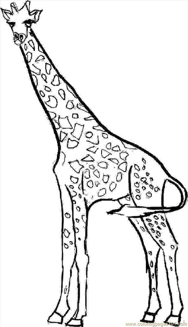Coloring Pages Girraffe4 (Mammals > Giraffe) - free printable 