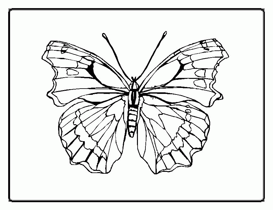 Animal Coloring Butterfly Coloring Pages: Beautiful Butterfly 
