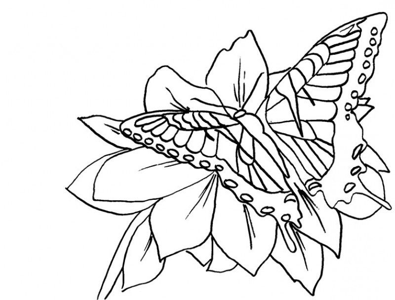 Monarch Butterfly And Flower Coloring Page - Kids Colouring Pages