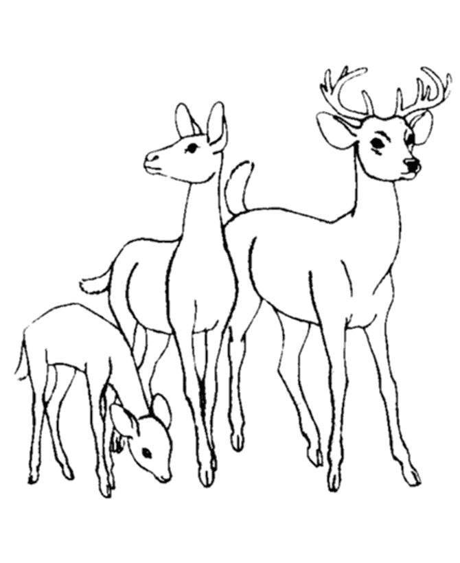 Deer Coloring Pages for Kids