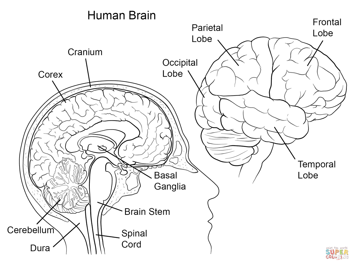 parts of brain coloring page - Clip Art Library