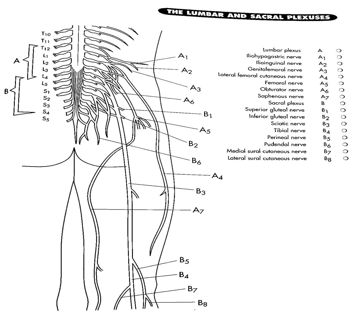 Nervous System - Miss L. Williams