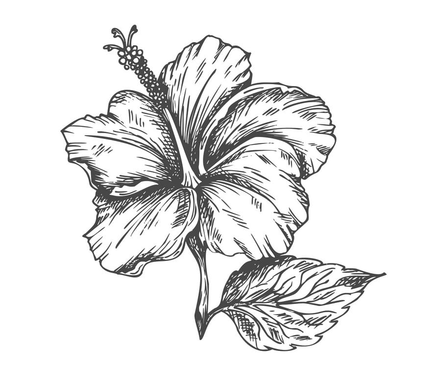 Hibiscus Flower 4 Coloring Page - Free Printable Coloring Pages for Kids