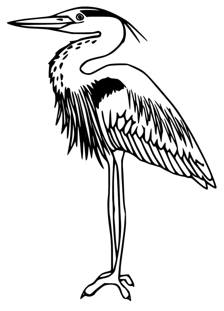 Free Heron Coloring Page - Free Printable Coloring Pages for Kids