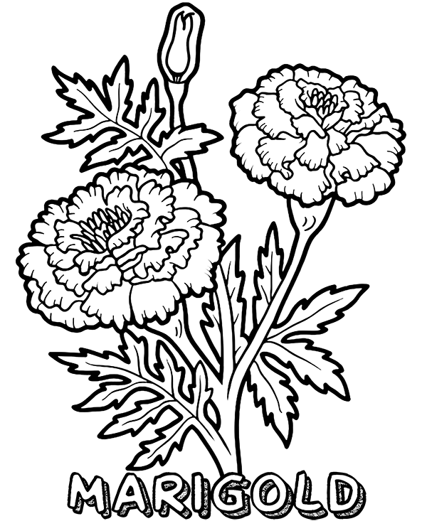 Printable marigold coloring page for kids