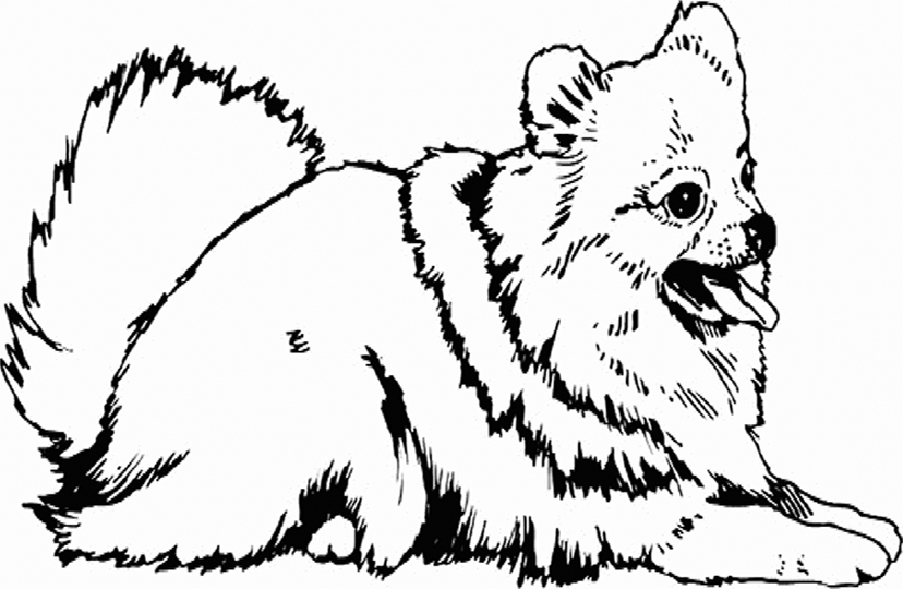 Pomeranian Coloring Pages - Best ...