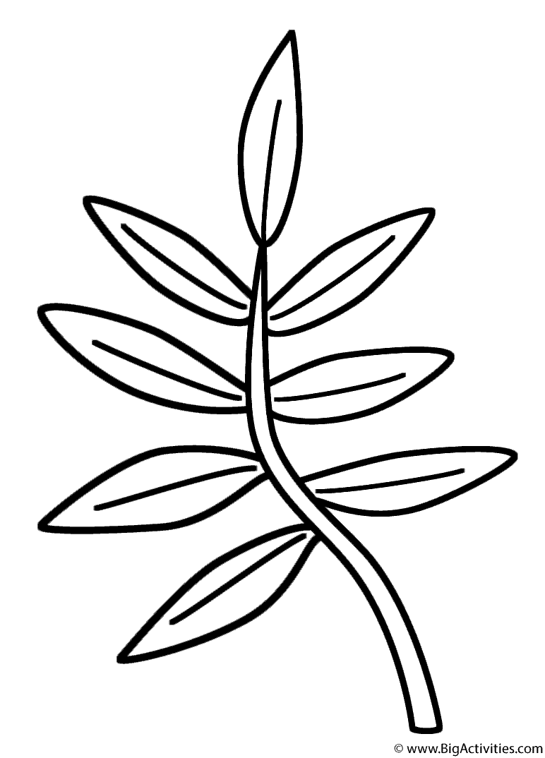 Branch - Coloring Page (Plants)