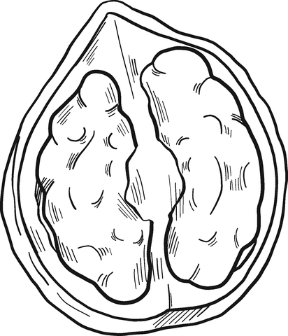 Walnut coloring page | Free Printable Coloring Pages