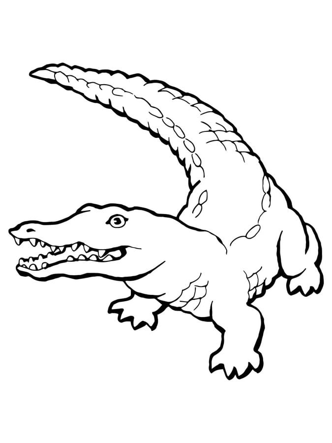 Coloring pages: Crocodile, printable for kids & adults, free