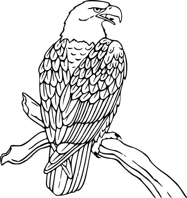 Realistic Bald Eagle Coloring Pages - Get Coloring Pages