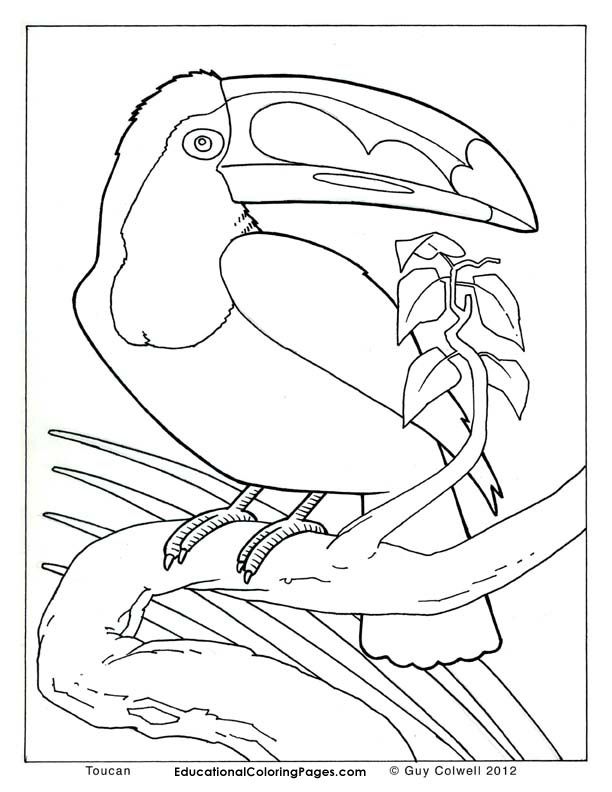 Real Coloring Page. Animal Coloring ...