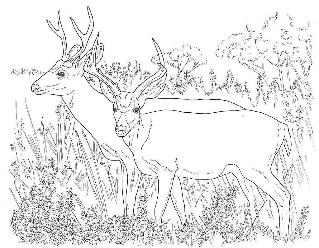 Printable Deer Coloring Pages | Coloring Me