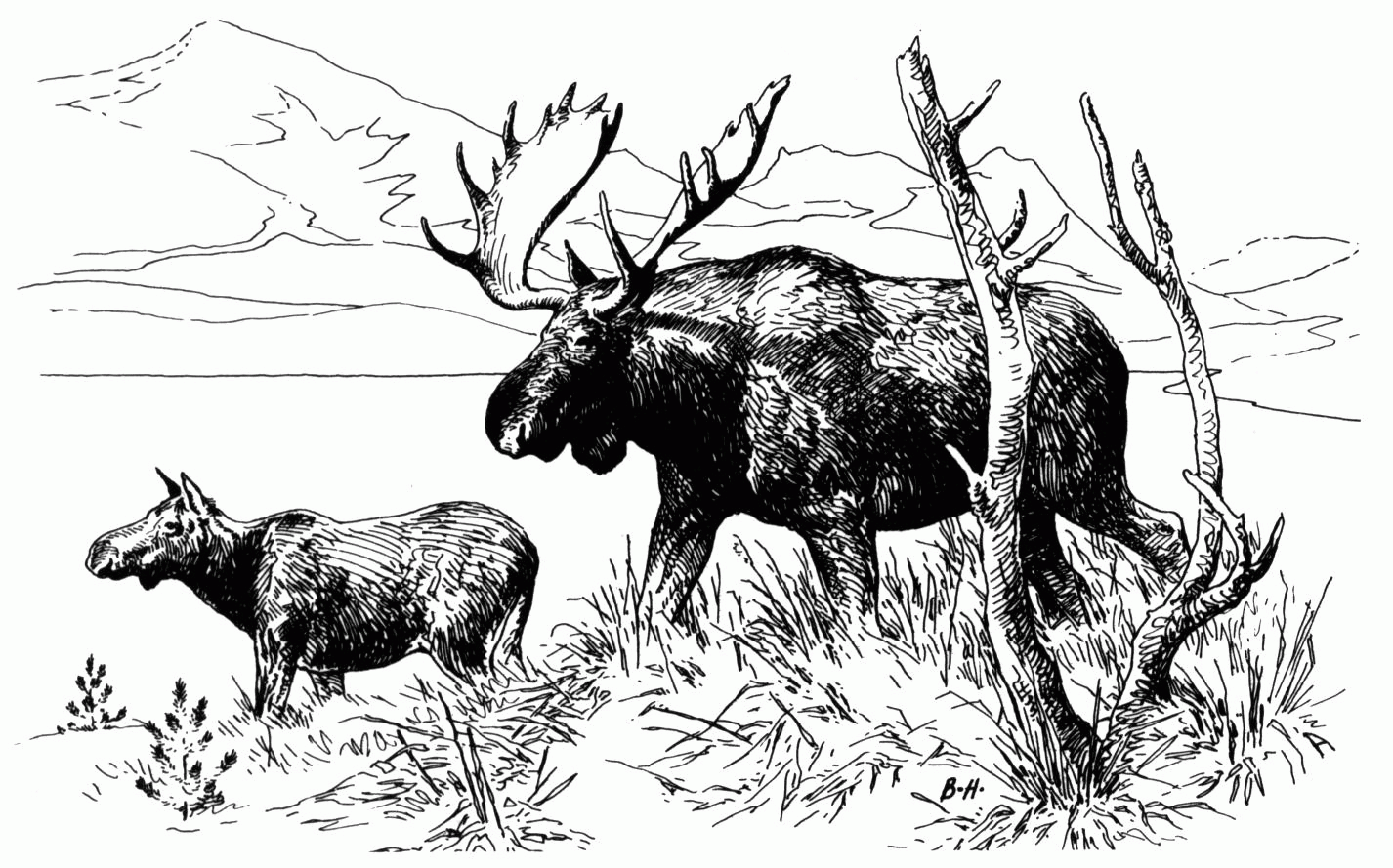 Preschool Moose Coloring Pages Getcoloringpages - Widetheme